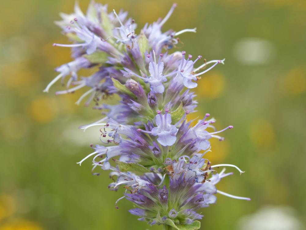 dry blue giant hyssop