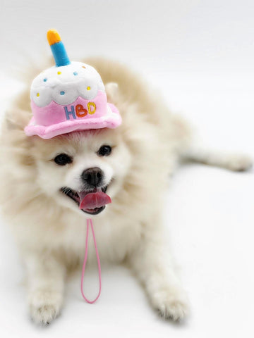 Dog wearing pawfectpals squeaky birthday toy hat
