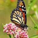 save our monarchs
