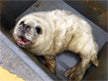 seal rescue ireland