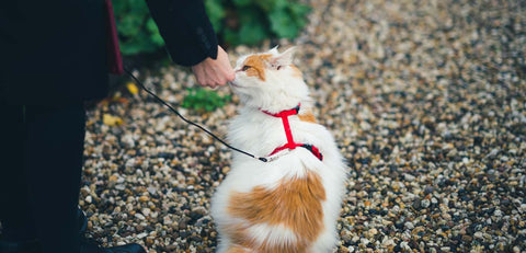 Cómo Enseñar a tu Gato a Pasear con Correa