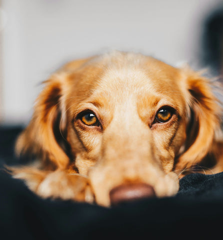 El Poder Terapéutico de las Mascotas