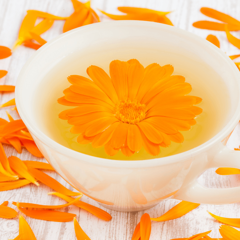 Calendula Infusion In Sunflower Oil | Craftovator®