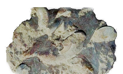 calcaire fossilisé