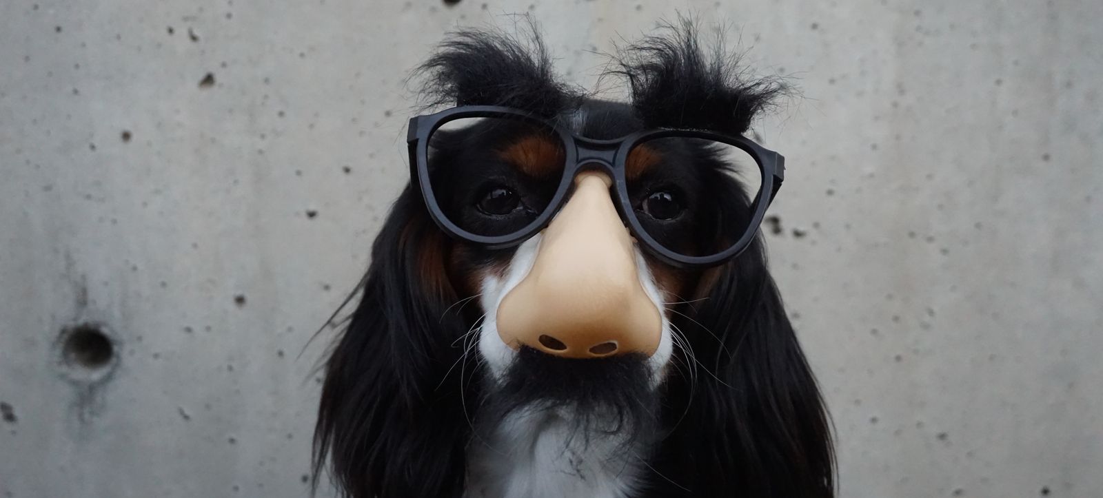 Dog with disguise 