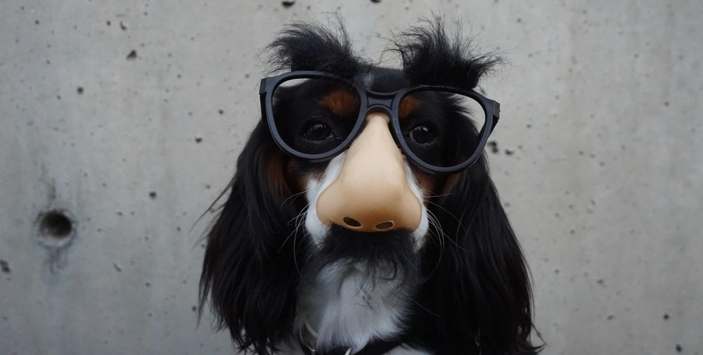 dog with goofy glasses with moustache nose and eyelashes