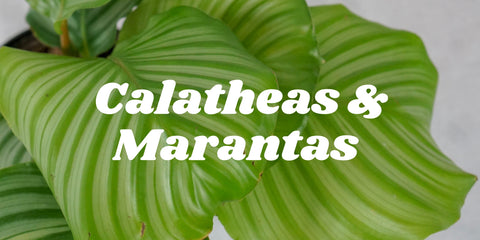 calatheas and marantas