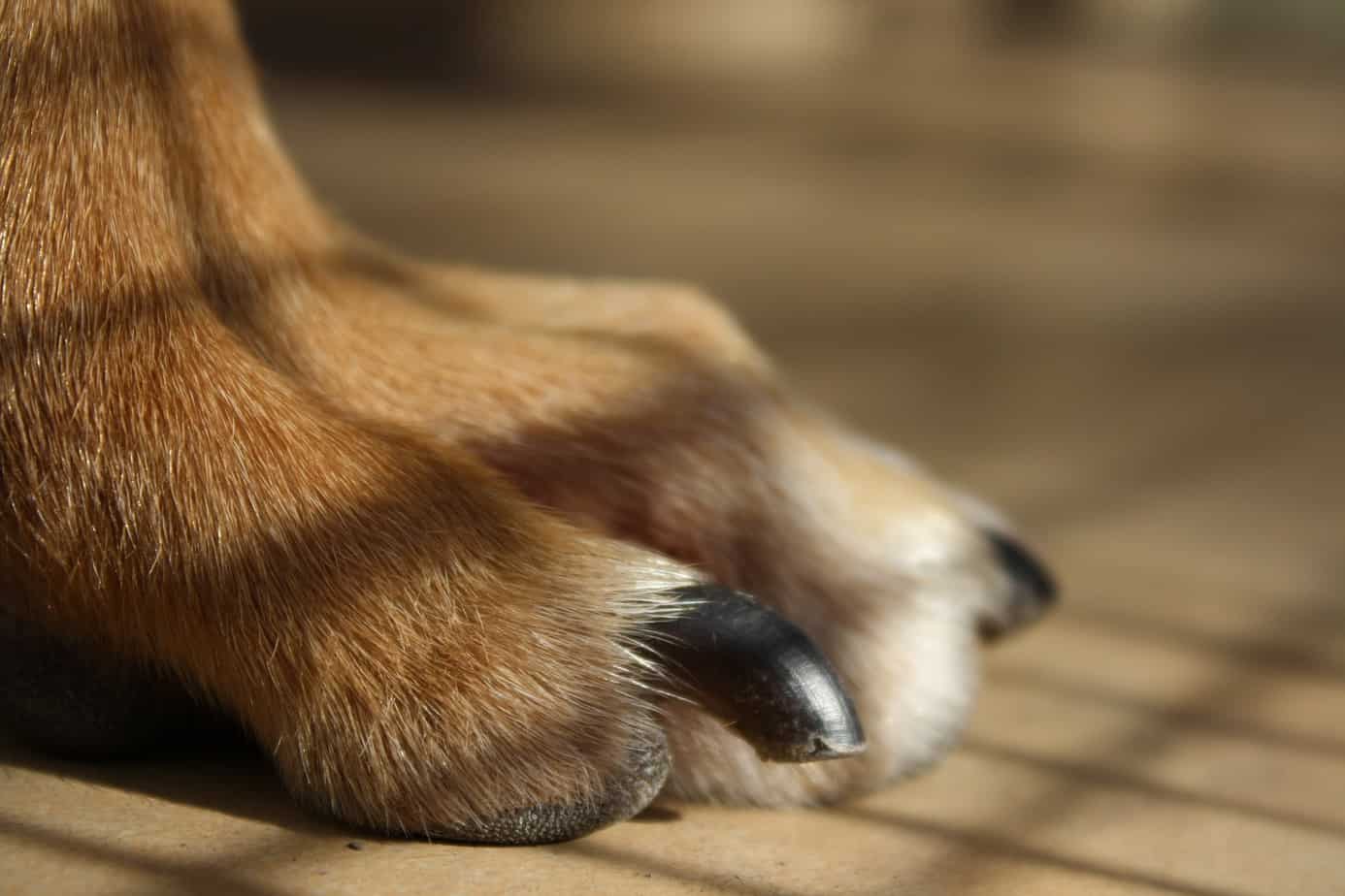 Dog Nail Infection: Symptoms, Treatment & Prevention – LuckyTail