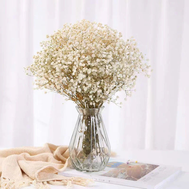 Bouquet de fleurs séchées naturelles de gypsophile Blanche - 100g – DS Home  | Décoration et Art de la Table