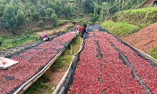 Rwanda Inzovu being processed