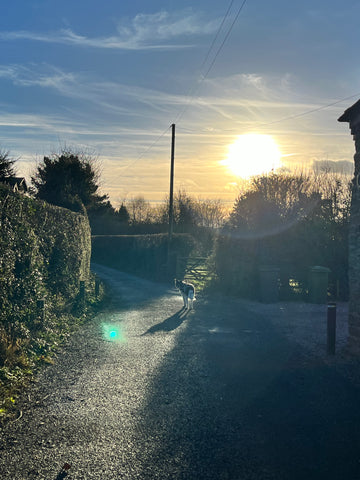 Monty The Dog Looking At Me On A Walk In The Winter Sunshine In The Countryside