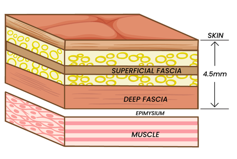 Fascia Depth