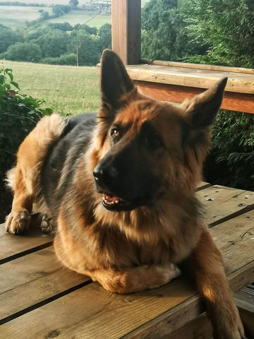 A beautiful German Shepherd sitting on a table with fields in the background