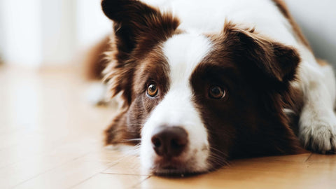 A border collie laying on a wooden floor