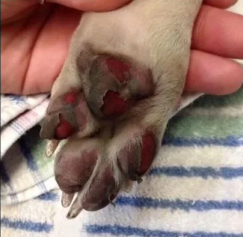 Burned and blistering pads of a dogs paw