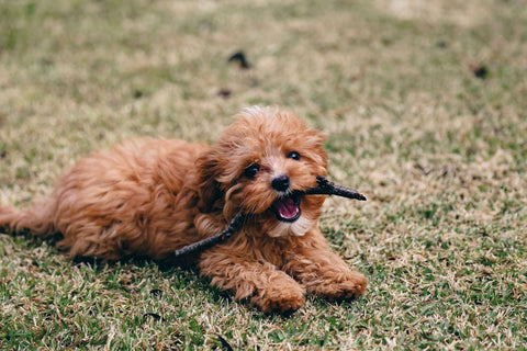 A cute Cavapoo puppy laying on the grass chewing a stick