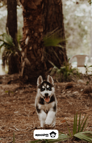 A husky puppy running in the forest