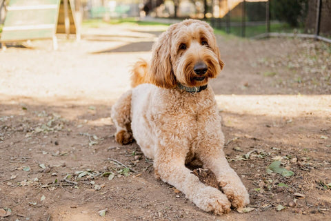 A goldendoodle laying down in the sun