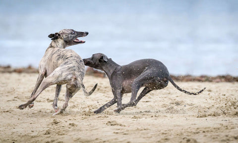 2 greyhounds playing on the beach