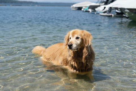 A golden retriever in the sea