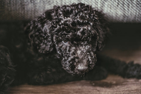 A black labradoodle chilling out