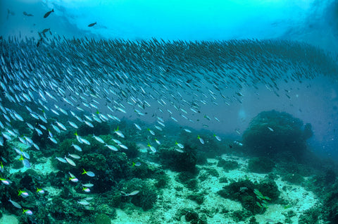 a shoal of fish