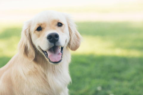 A beautiful golden retriever sitting down looking at the camera