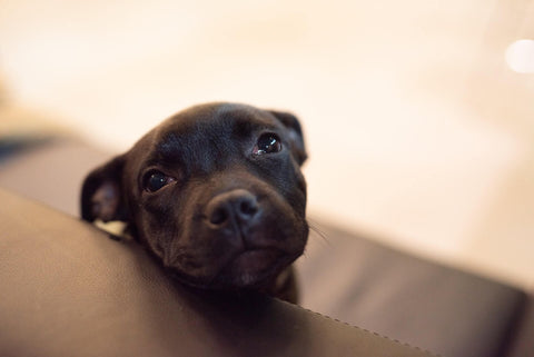 A cute staffy looking over the seat of a sofa