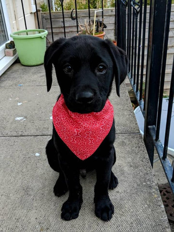 A cute black Labrador puppy wearing a red bandana