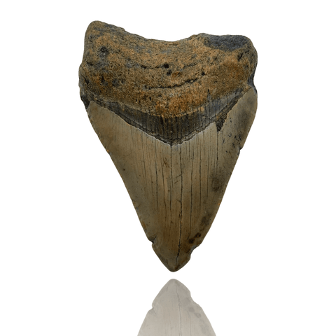 carcharodon megalodon teeth