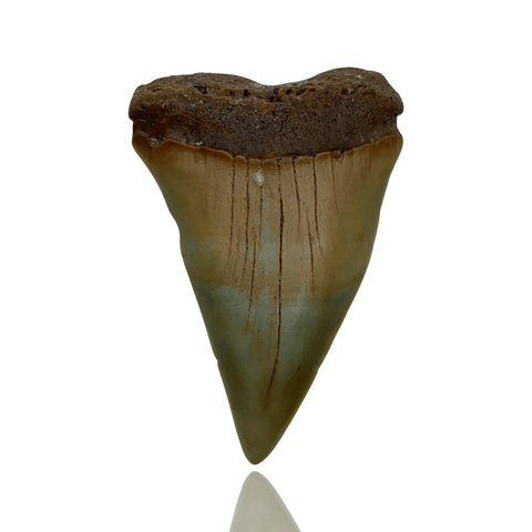 Great White Shark Tooth in Display Box - North Carolina Coast – Mineralogy
