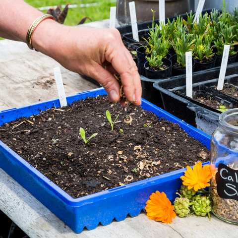 sewing calendula seeds