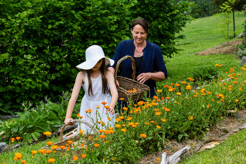 Harvesting calendula flowers