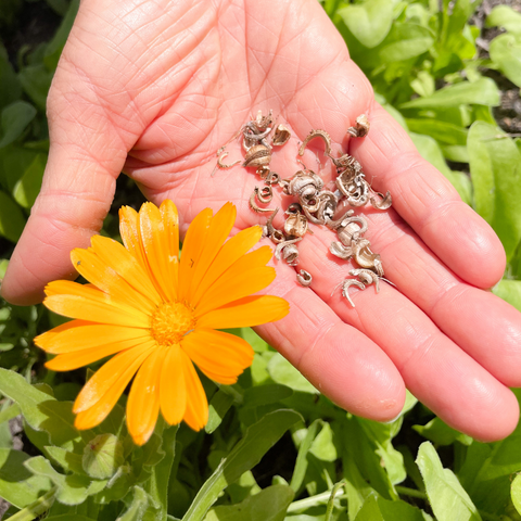 Harvesting calendula seeds