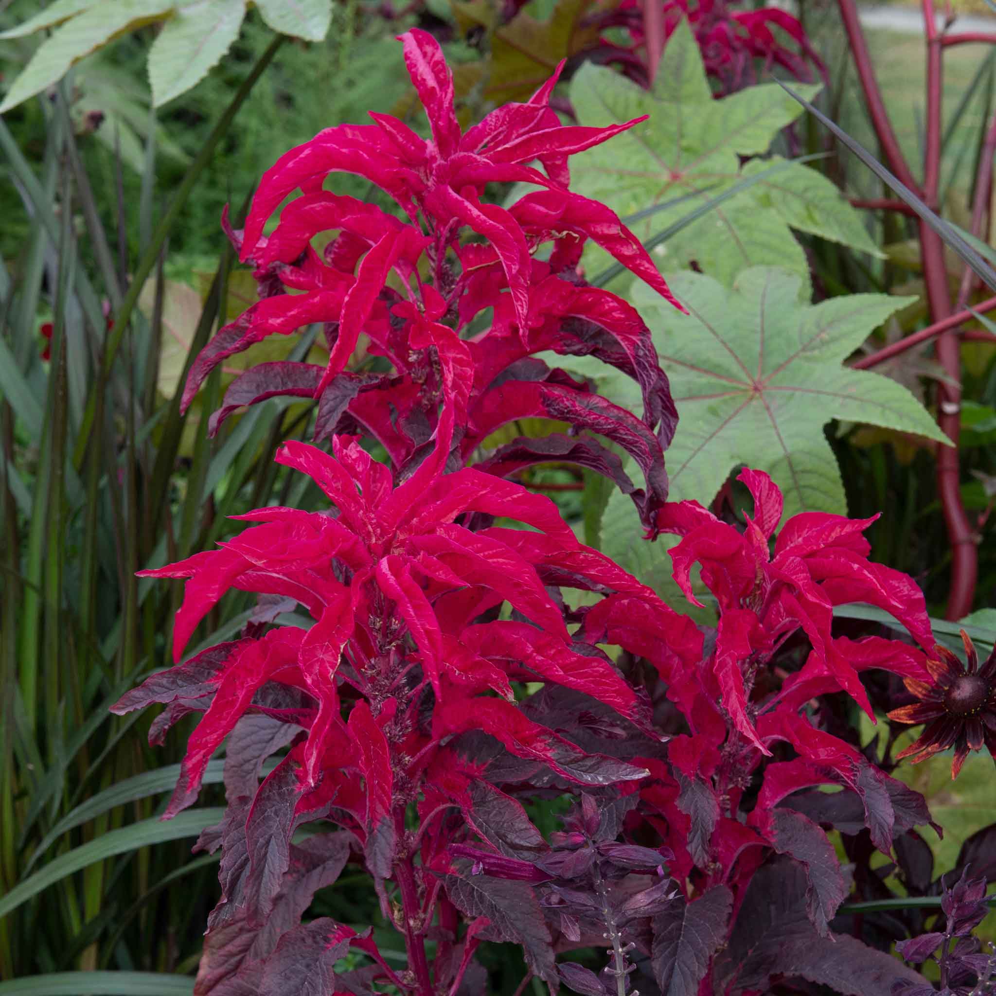 Bulk Amaranthus Seeds - Joseph's Coat Early Splendor