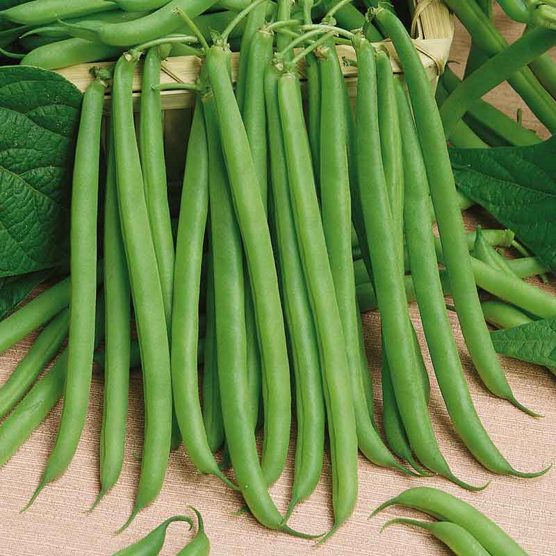 Bulk Bean Seeds (Bush) - Slenderette