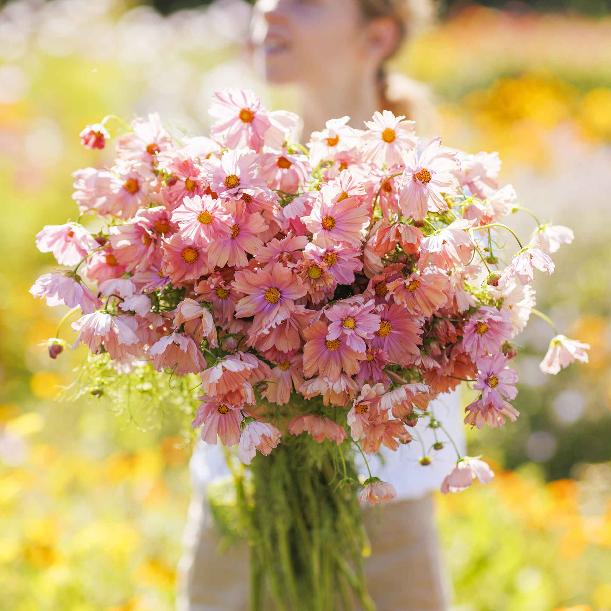 Bulk Cosmos Seeds - Apricotta