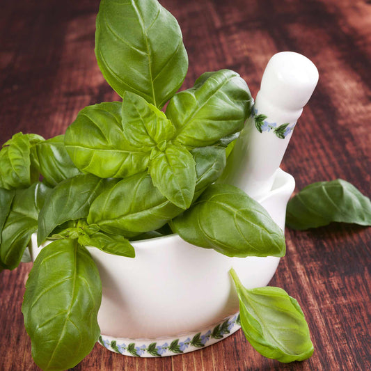 Bulk Basil Seeds Buy in Bulk Save Bulk Seed Store