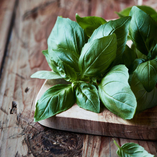 Bulk Basil Seeds Buy in Bulk Save Bulk Seed Store