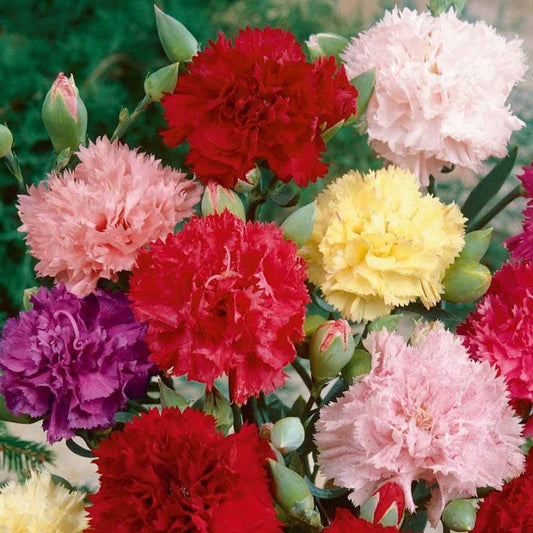 Carnation Grenadin Rose Dianthus Caryophyllus Seeds