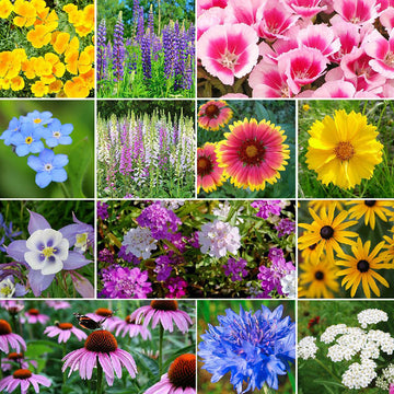 Bulk Seeds | Flower, Vegetable & Herb Seeds | Bulk Seed Store