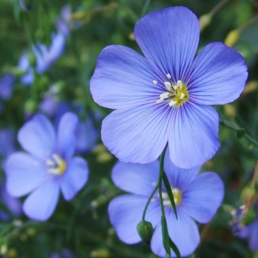 Bulk Forget Me Not Seeds - Rose