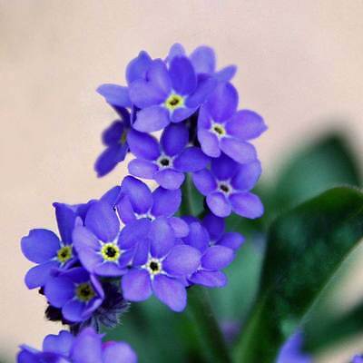 Forget Me Not Seeds - Canada Online