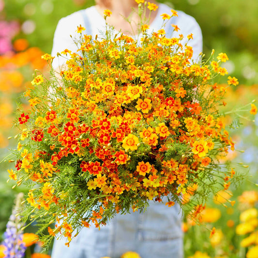 Bulk Yarrow Seeds - Cerise Queen