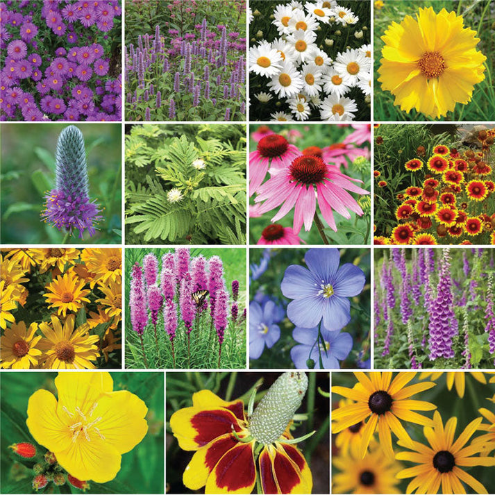 Bulk Midwest All Perennial Wildflower Seed Mix | Bulk Seed Store