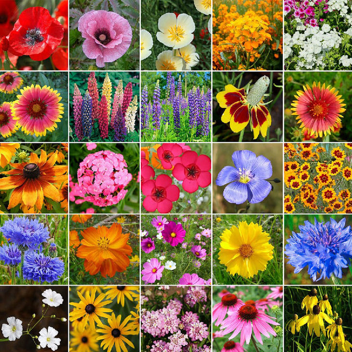 Bulk Seeds | Flower, Vegetable & Herb Seeds | Bulk Seed Store