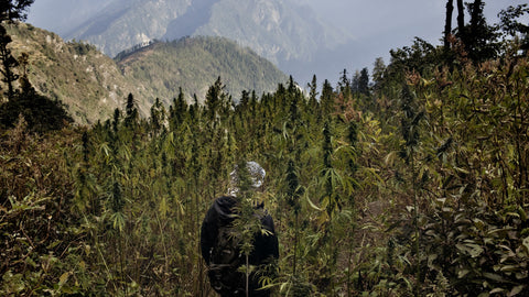 Hemp in the Mountains of India | Jo Dope