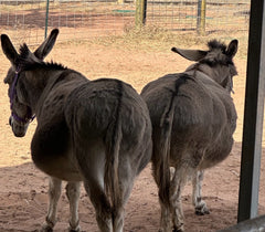 2 pregnant donkeys with backends facing the camera looking out the barn