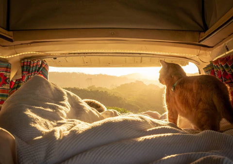 Caravan in bed looking at the sunrise with a cat 