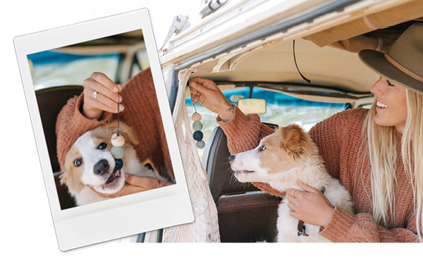 dog in van with polaroid of dog biting smelly balls